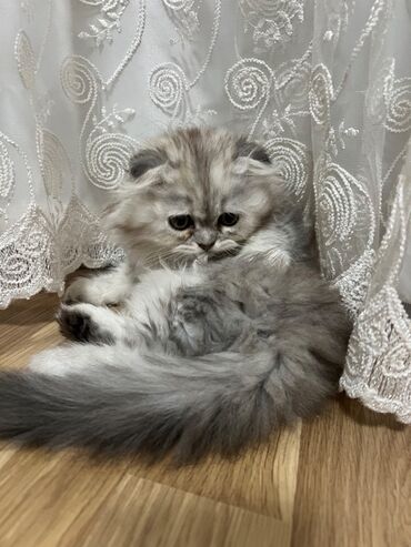 Pişiklər: Şinşilla, Dişi — 12