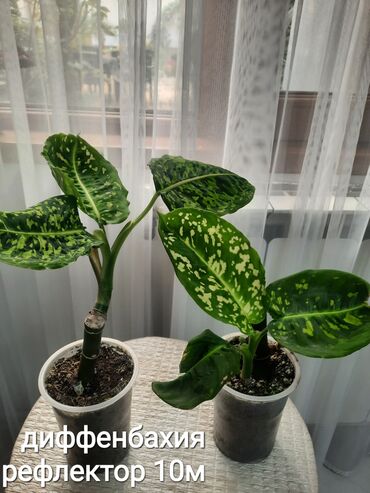 Otaq bitkiləri: Otaq bitkiləri kolleksiyası 1) Papоротnik – 20 m - Sərfəli otaq — 6