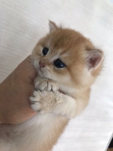 Pişiklər: Britan yastı qulaq, Erkək, Dişi, Yaxşı əllərə, Ünvandan götürmə, Pulsuz çatdırılma, Ödənişli çatdırılma — 96