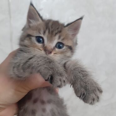 ağ pişik: Qızıl şinşilla, Erkək, Dişi, Yaxşı əllərə, Ünvandan götürmə, Ödənişli çatdırılma