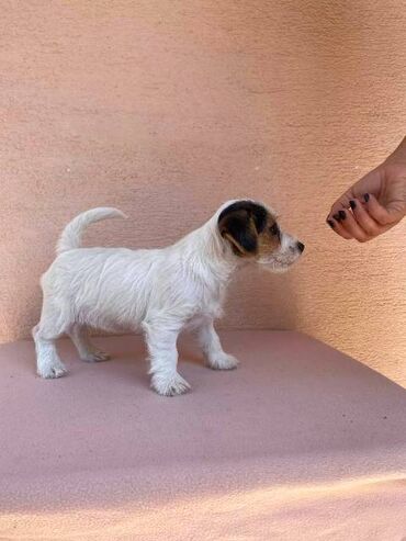 Psi: Jack Russell terijer štenci Na prodaju 4 ženkice Jack Russell — 3