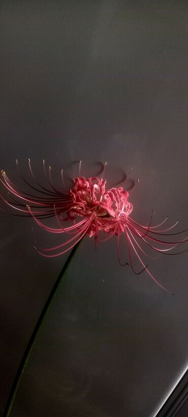отургучтар бу: Ликорис (Lycoris radiata) или паучья лилия В горшке не срезаный -