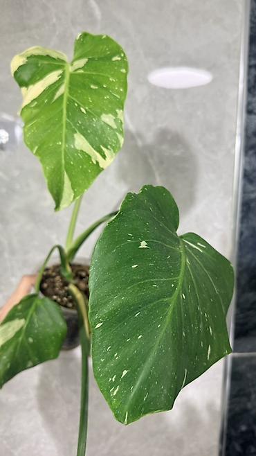 Монстеры: Монстера Тайское Созвездие 3 горшка по 1000с Посажены в хороший — 2