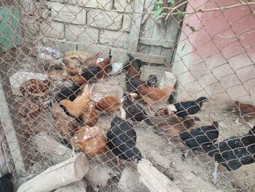 Digər quşlar: 2-3-4 aylıq cucelerdi.vaksinleri olub lasota çiçək vaksini.vitaminleri -da lalafo.az — 6 Digər quşlar: 2-3-4 aylıq cucelerdi.vaksinleri olub lasota çiçək vaksini.vitaminleri — 6