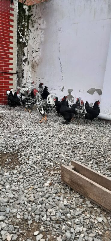 Digər quşlar: Bu toyuqların yumurtaları sifarişlə yığılıb satılır öz həyətimdədi — 3