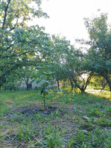 Bağ evlərinin satışı: Sumqayıt, 100 kv. m, 3 otaqlı, Hovuzsuz, Qaz, Su, İşıq -da lalafo.az — 7 Bağ evlərinin satışı: Sumqayıt, 100 kv. m, 3 otaqlı, Hovuzsuz, Qaz, Su, İşıq — 7