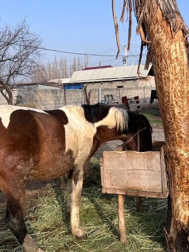 Лошади, кони: Продаю | Жеребенок | Рабочий — 1