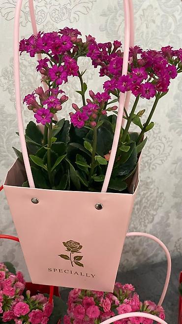 Каланхоэ: Горшечные каланхоэ в подарочных пакетах - Цветение: обильные соцветия — 8