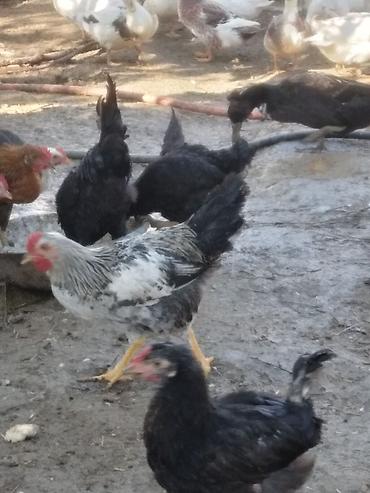 suda yaşayan heyvanlar: Satılır kənd şəraitində saxlanılan qarışıq rəngli 3 ay yarımlıq — 3