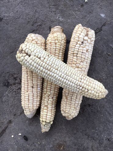 кукуруза белая: Семена и саженцы Кукурузы, Самовывоз