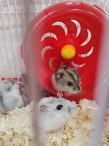 Зоотовары: Cırtdan hamsterlər – qəfəs və aksesuarları ilə Məhsul təsviri: - — 6