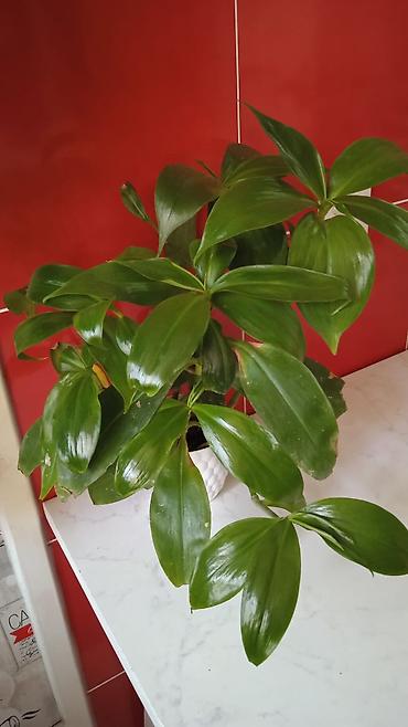 Otaq bitkiləri: Традесканция и др — 24