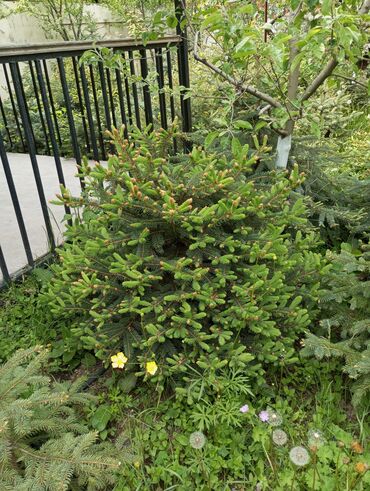 Digər bitkilər: Hərkəsə salam😀 Quba ərazisində krimlovski şam ağaclarının topdan və — 11