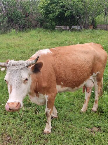 Коровы, быки: Продаю | Корова (самка) | Симментальская | Для молока | Не стельные
