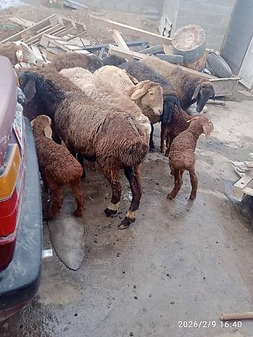 Баран, овца: Продаю | Баран (самец) | Для разведения | Матка — 4