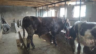 Коровы, быки: Продаю | Бык (самец) | Полукровка | На откорм | Привязанные — 2