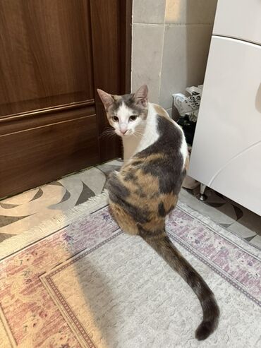 где можно купить кошку: Кошка даром: Беспородная, Девочка, Кастрирована, Приучена к лотку, Проглистована