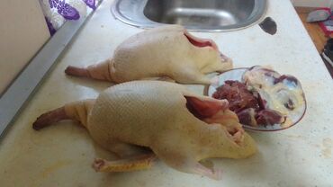 Ördəklər: Lal ördek balaları 1 ana 13 bala 3 heftelikdiler aqır çekili rengleri — 7