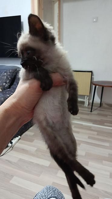 манчкин кошки: Отдам котят в добрые руки. Полностью здоровы. Приучены к лотку. Едят — 5