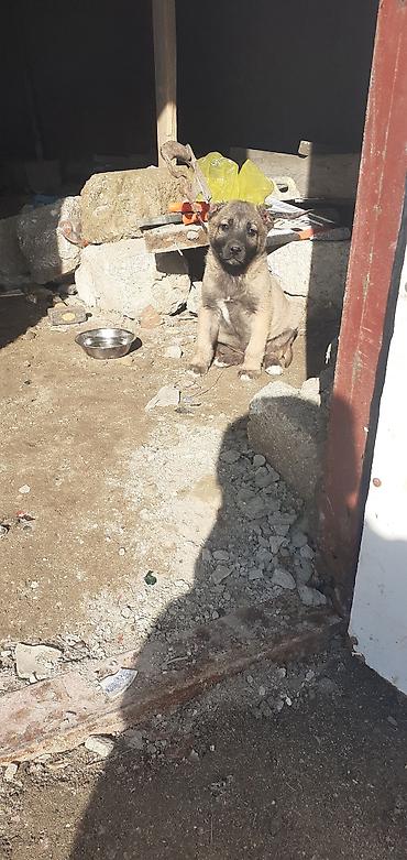 İtlər: Kanqal, 1 ay, Erkek — 4