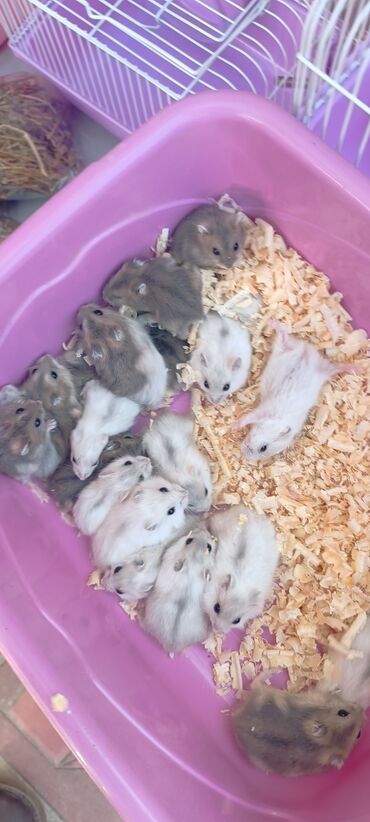 Gəmiricilər: 2cunqarik 1qəfəs üstündə vitaminli yem,quru yonca,apilka hədiyyə cəmi -da lalafo.az — 7 Gəmiricilər: 2cunqarik 1qəfəs üstündə vitaminli yem,quru yonca,apilka hədiyyə cəmi — 7