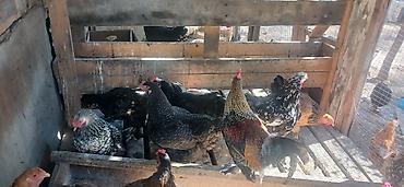 петухи брама: Продаю | Куры | Брама | Для разведения — 10
