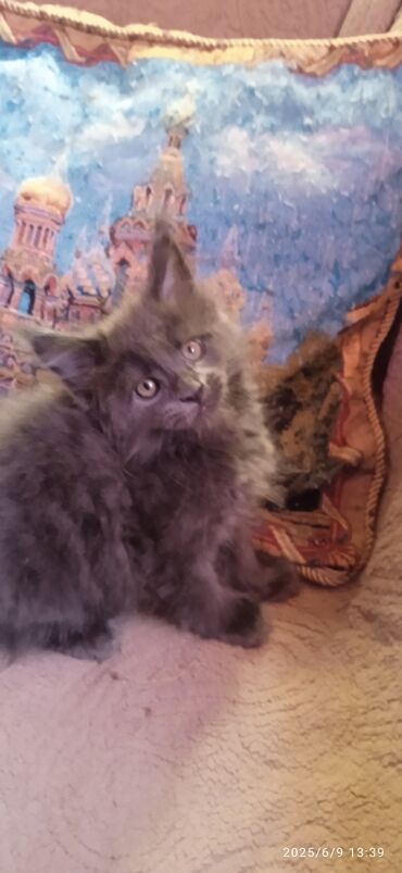 Продажа кошек: Мейн-Куны!!! Монопородный мини питомник❤️(занимаемся более 12 лет
