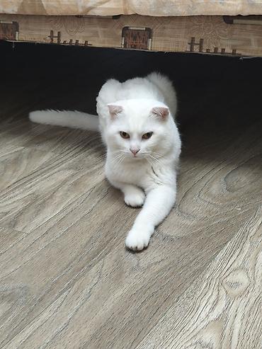 Şotland yastı qulaq lalafo.az -da Şotland yastı qulaq