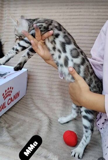 Mačke: Registrovana odgajivacnica MMaestro_bengal vam predstavlja dva — 17