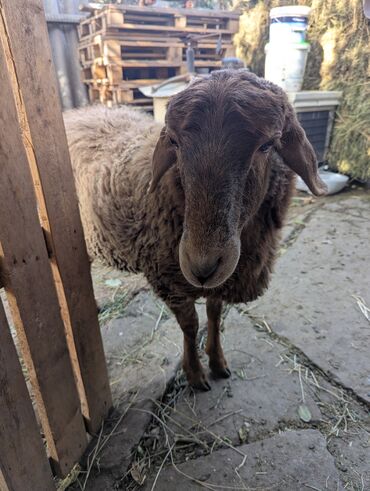 Бараны, овцы: Продаю | Овца (самка) | Арашан | Для разведения | Племенные — 8