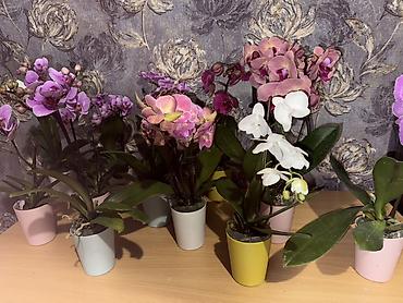 Орхидеи: Орхидея оптом и в розницу принимаем корпоративные заказы !!! Г at lalafo.kg — 5 Орхидеи: Орхидея оптом и в розницу принимаем корпоративные заказы !!! Г — 5