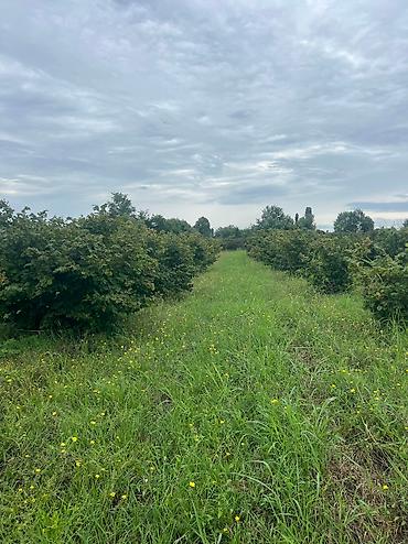 Həyət evləri və villaların satışı: 3 otaqlı, 100 kv. m, Yeni təmirli — 19