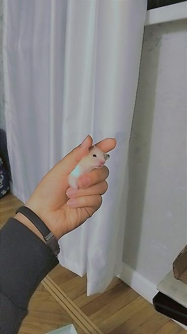 hamster satışı: 7 bala və 1 böyük hamster satılır. Qəfəs yalnız böyük hamsterlə — 6