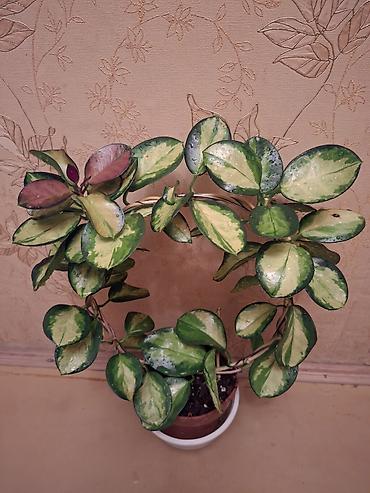 Сингониумы: Коллекция комнатных растений — подборка декоративно-лиственных — 17