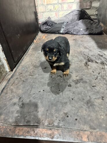 дом для собаки: Ротвейлер, 1 месяц, Самка