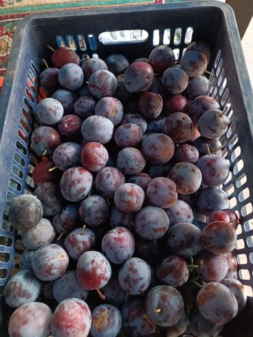 мороженое весовое оптом бишкек: Продаю сливу, цена 50с кг