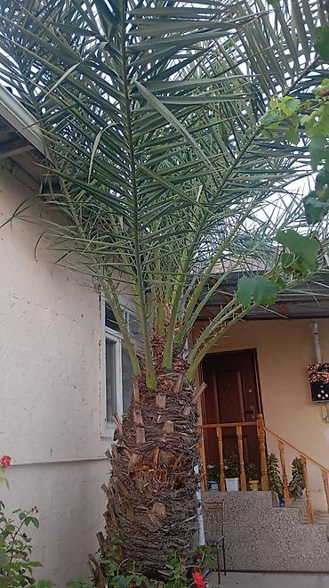 ev gulleri ve adları: Xurma xurması (Phoenix dactylifera) palma ağacı - Hündürlüyü — 3