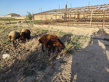qala cinsi qoyun satilir: Dişi, Qala, il: 1, Damazlıq, Ünvandan götürmə — 9
