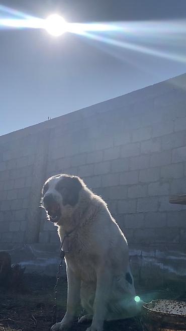 Вязка собак: Порода: среднеазиатская овчарка (алабай), . Окрас: белый с черными — 6