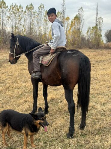 продажа домашних животных: Продаю | Конь (самец) | Рабочий