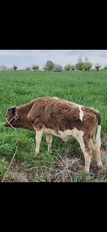 Dana, buzov: Qaramal – erkək buzov - Növ: yerli ətlik tipli buzov - Rəng — 1