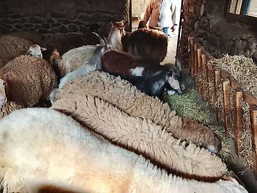 anqus dana satışı: Gəncədə toya nişana qurbanlıq üçün hər cür quzularimiz var yaxşı — 10
