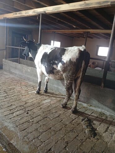 Коровы, быки: Продаю | Корова (самка) | Для молока | Привязанные at lalafo.kg — 5 Коровы, быки: Продаю | Корова (самка) | Для молока | Привязанные — 5