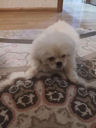 heyvanlarin sekilleri: Pekines — 2