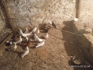 qaşqaldaq quşu: 20 ədəd heyvandir hamısı satilir - Rəng çeşidi: ağ, qara, qarışıq