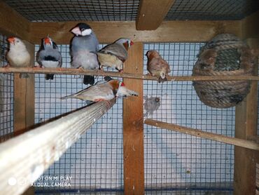 Amadinlər: Amadinlər Satış zebravıy sadə amadinlər benqal amadini risovka risoviy — 3