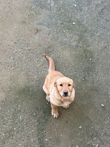 it az: Labrador-retriver, 8 ay, Erkek