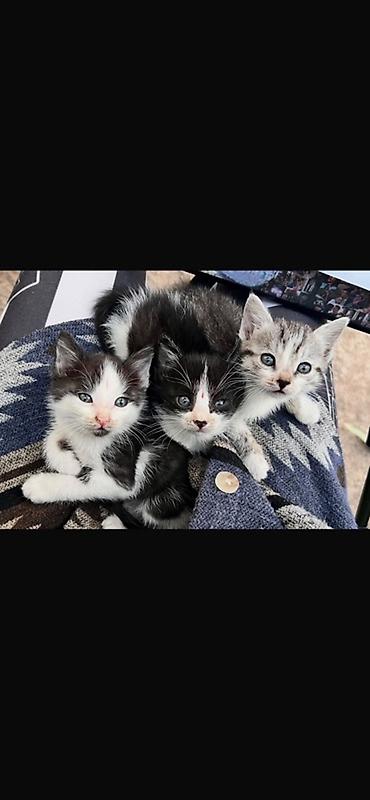 кунажын бишкек: Бишкек!!!! Три очаровательных котенка ищут дом 🐾 Дома уже 2 кошки и — 1
