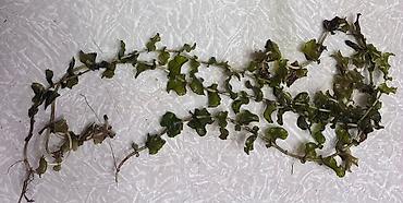 Akvarium dekoru: Akvaryum üçün su bitkiləri dəsti Təbii üsulla yetişdirilmiş. Canlı — 1