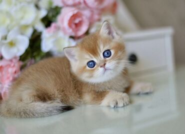 манчкин кот цена: Британский котенок, короткошерстный мальчик Родился 08.03.2024 Еще